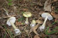 grüner Knollenblätterpilz - amanita phalloides