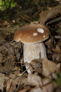 Steinpilz - boletus edulis
